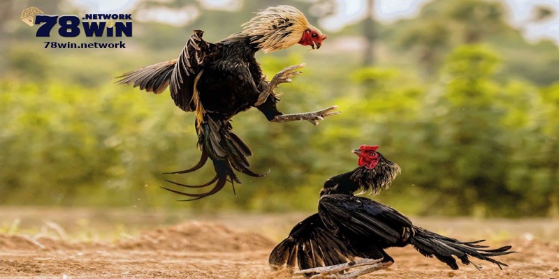 Bạn cần nghiên cứu để biết các loại hình đá gà ở Campuchia Bạn cần nghiên cứu để biết các loại hình đá gà ở Campuchia