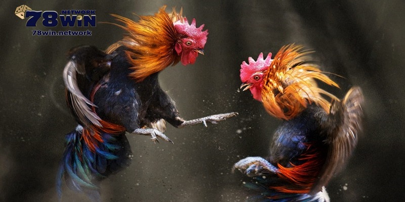 Ngoài theo dõi, bạn có thể vào tiền đầu tư cho các trận đá gà C3