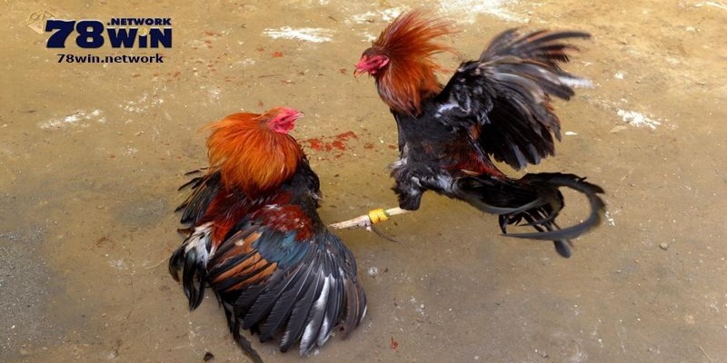 Nếu mới tìm hiểu, bạn phải nắm được quy trình diễn ra trận trực tiếp đá gà cựa dao Nếu mới tìm hiểu, bạn phải nắm được quy trình diễn ra trận trực tiếp đá gà cựa dao