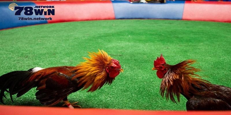 Thao tác xem trực tiếp đá gà cựa sắt rất đơn giản
